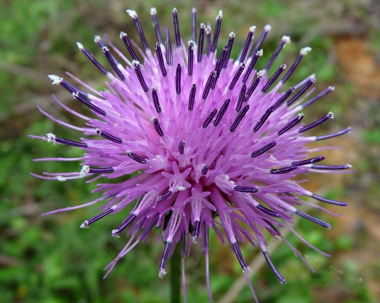{Cirsium carolinianum}